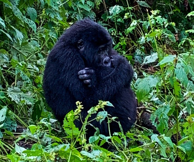 Uganda - Gorilla - Portrait - TW Woody 2