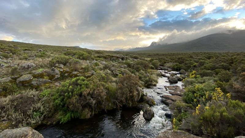 Stream among heather landscape