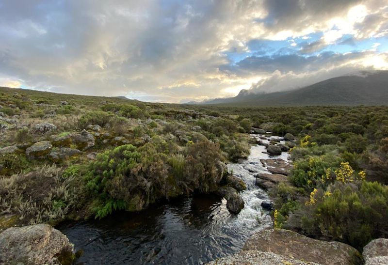 Stream among heather landscape