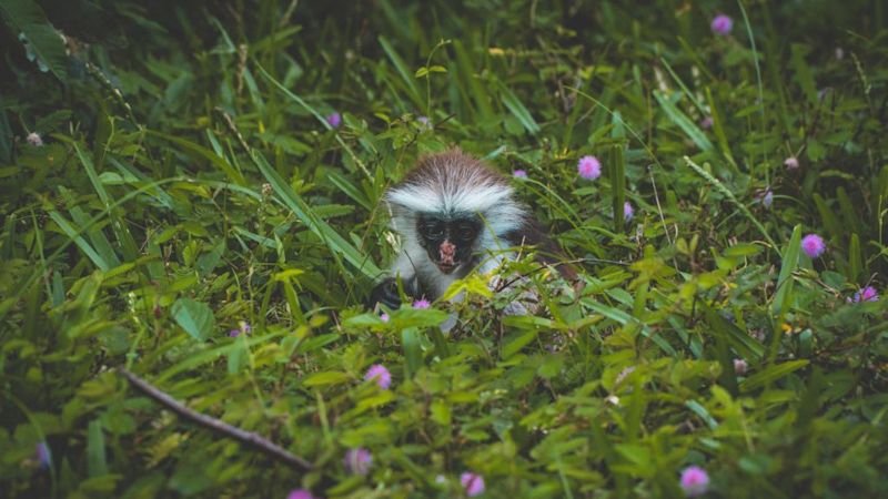 Red colobus monkey in Jozani Forest, Zanzibar