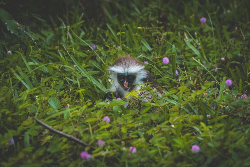 Red colobus monkey in Jozani Forest, Zanzibar