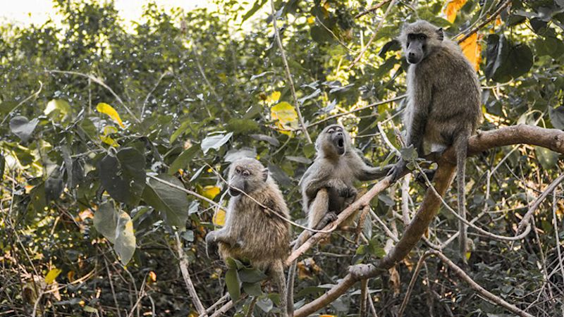 Baboons Lake Manyara