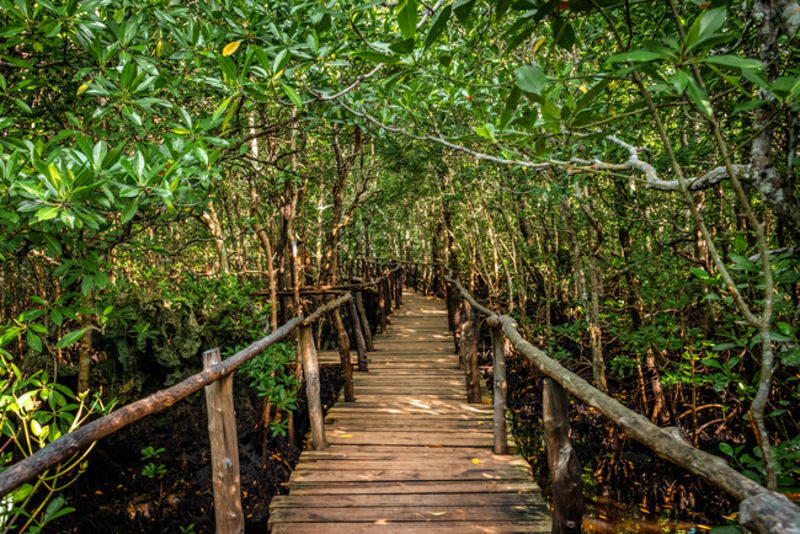 Raised boardwalk in Jozani Forest, Zanzibar