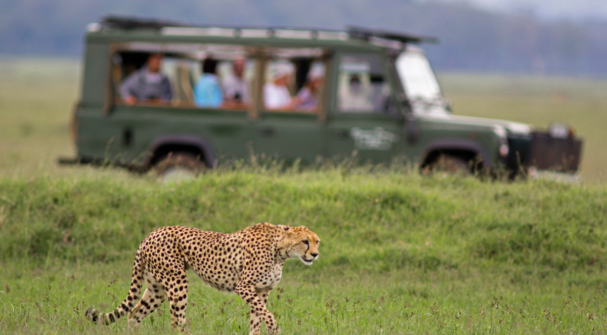 Cheetah spotted on a safari 