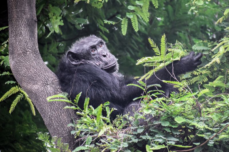Chimpanzee Resting on Tree