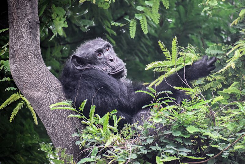 Chimpanzee Resting on Tree