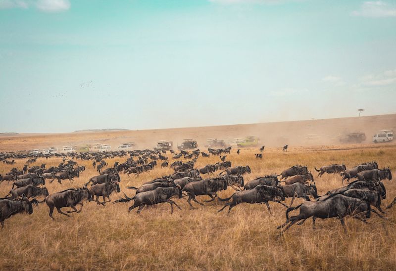 Great Migration wildebeests running