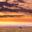 Wildebeest standing along in vast grassland plain with orange sky and setting sun, Africa safari