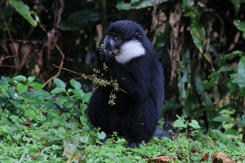 Mountain monkey, Bwindi Impenetrable National Park, Uganda