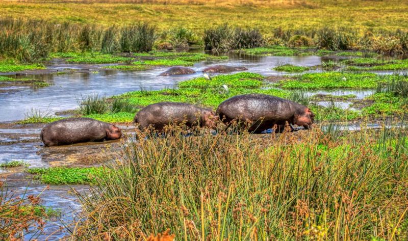 Hippos in swamp in Ngorongoro Crater Tanzania