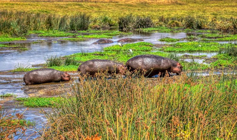 Hippos in swamp in Ngorongoro Crater Tanzania