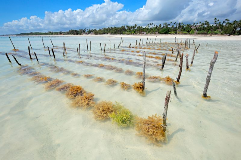 Seaweed farm, Paje, Zanzibar 