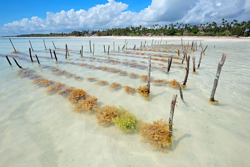 Seaweed farm, Paje, Zanzibar