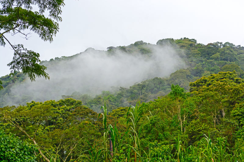 View over forested mountains of Bwindi Forest in Uganda
