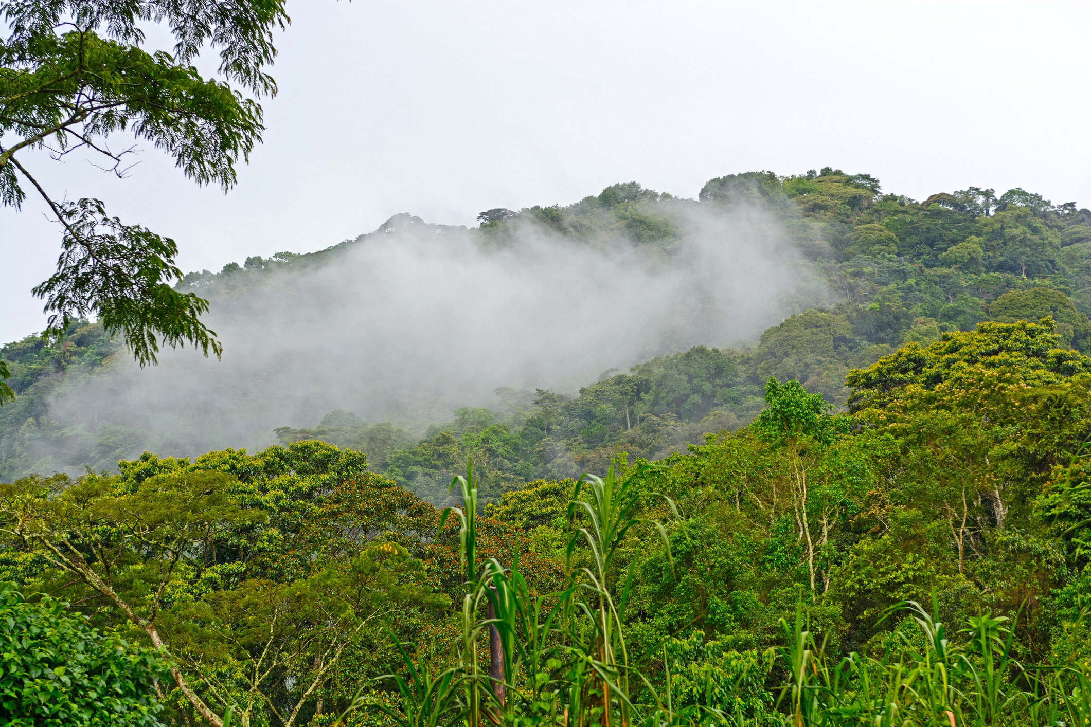 View over forested mountains of Bwindi Forest in Uganda