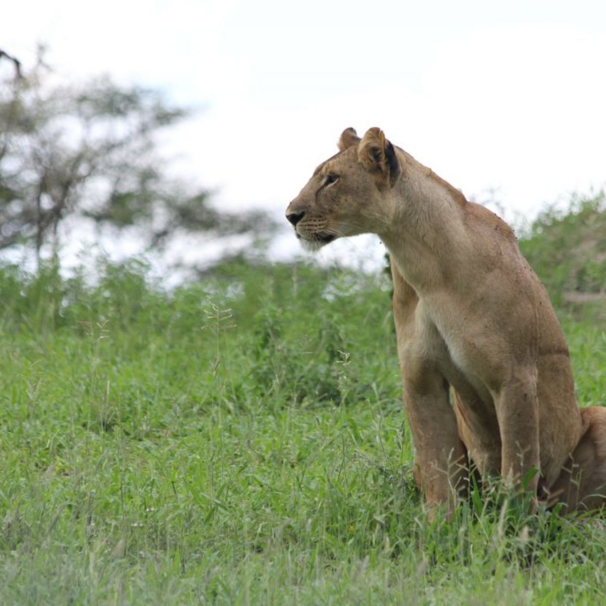 Lioness in Tarangire National Park