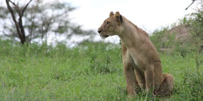 Lioness in Tarangire National Park