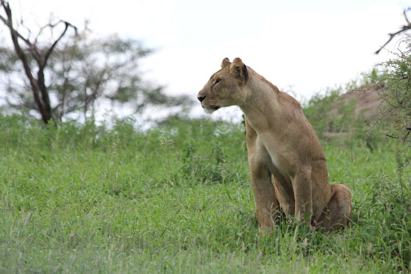 Lioness in Tarangire National Park