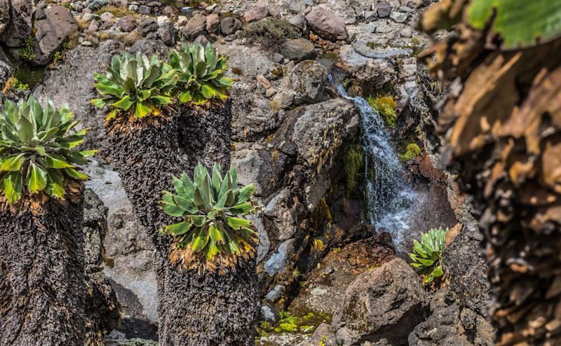 stream and giant groundsels on Kilimanjaro