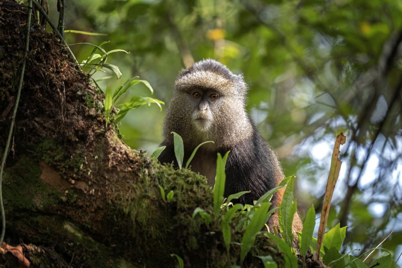 Golden monkey in Mgahinga National Park. Monkeys in rainforest. African safari.