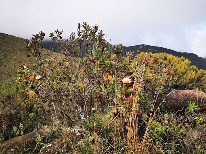 Kilimanjaro protea bush on Kiliamanjaro