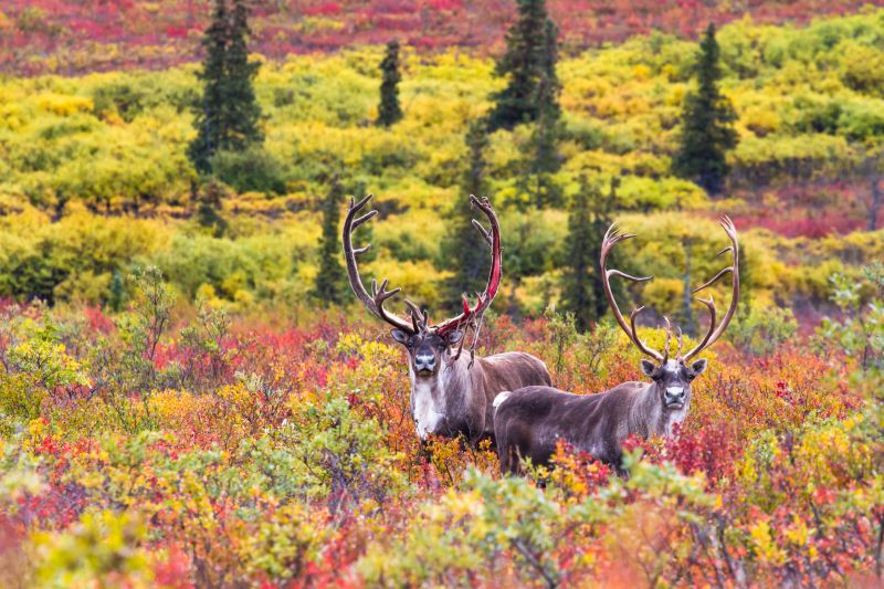A pair of caribou facing the camera in beautiful autumn foliage in Denali National Park, Alaska