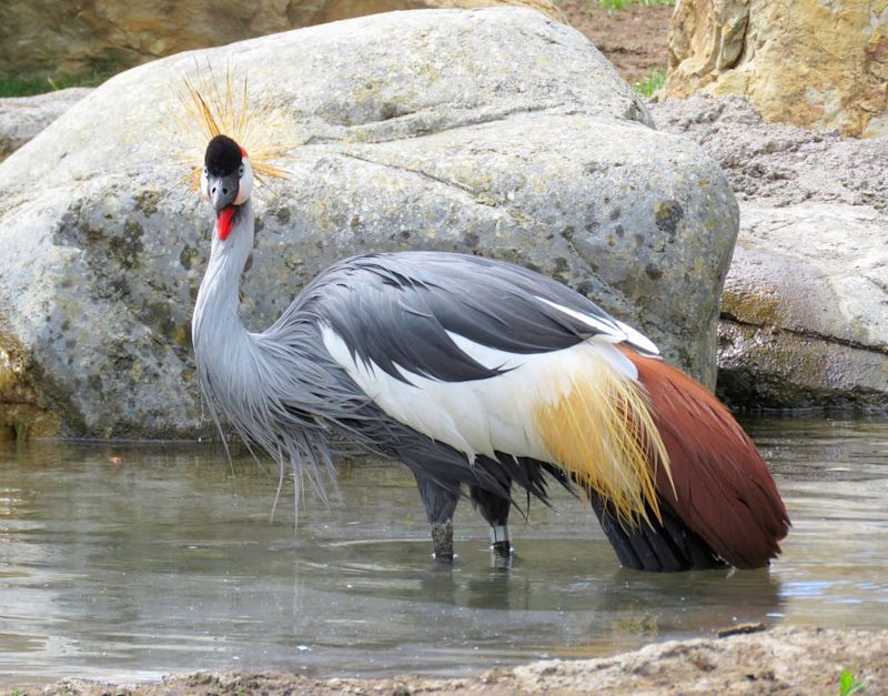 greycrowned crange, Uganda wildlife in pictures