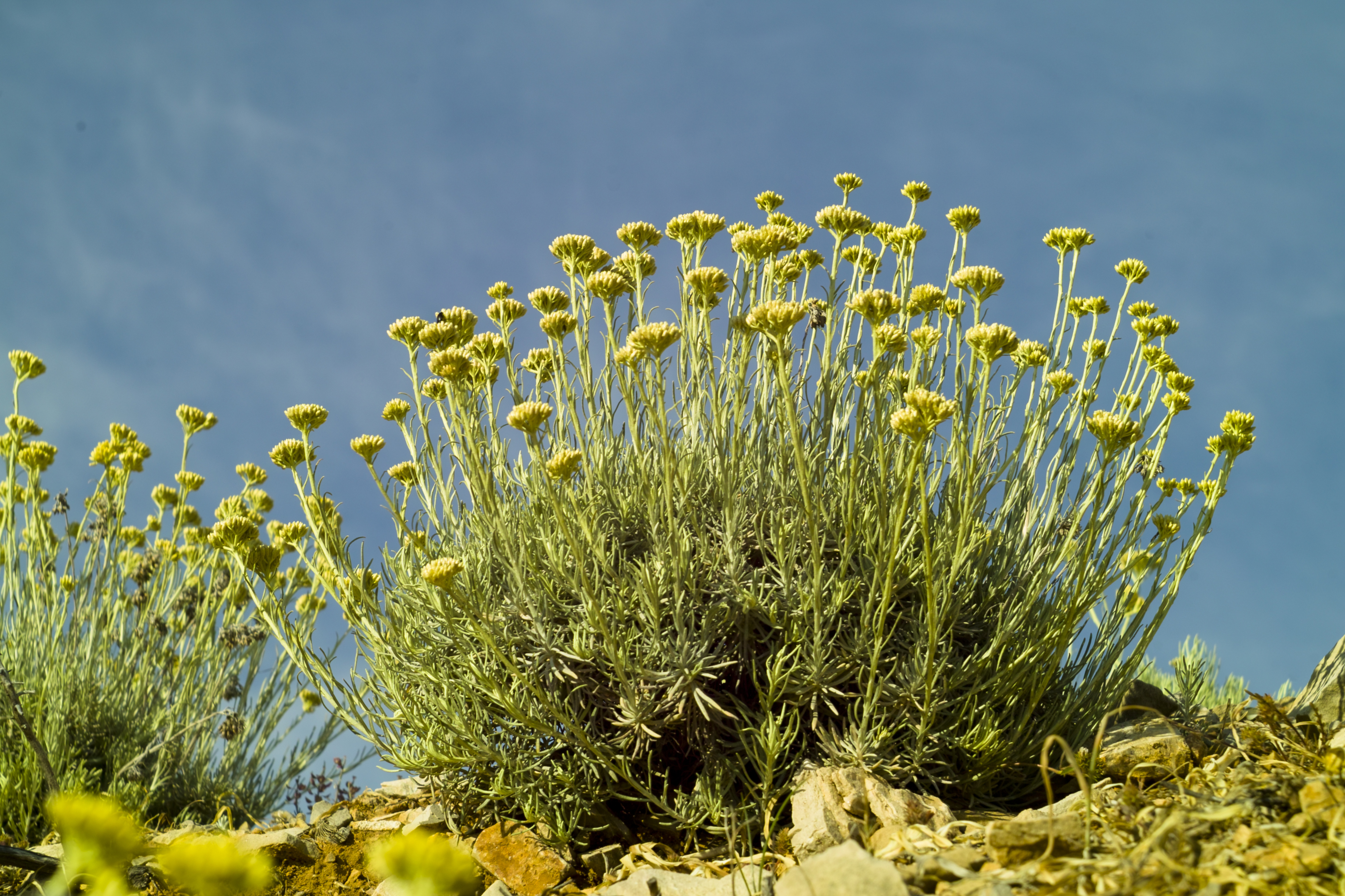 helichrysum flower on kili