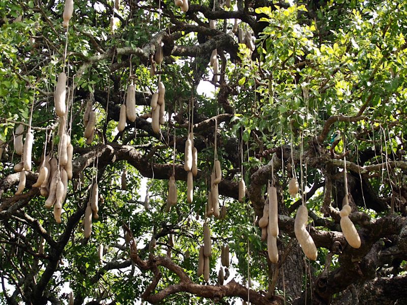 Sausage tree or kigelia