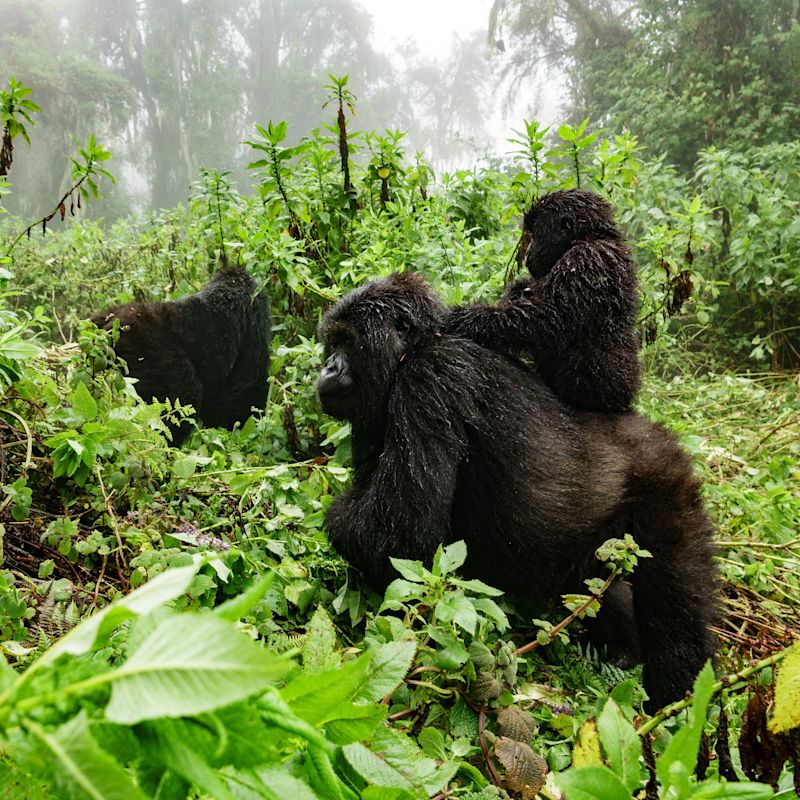 Gorilla troop