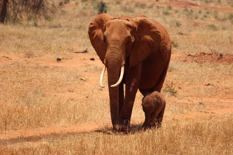 elephant mother and newborn calf Kenya walking through very dry savannah
