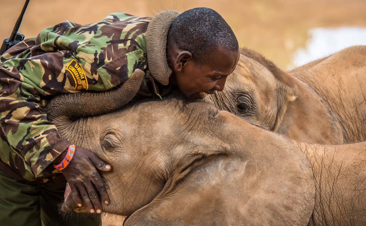 Elephant keeper being hugged by two elephant calves at Reteti in Kenya