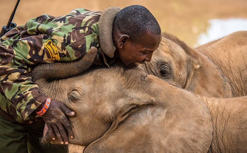 Elephant keeper being hugged by two elephant calves at Reteti in Kenya