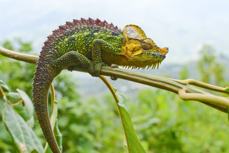 Chameleon on a branch in Rwenzori Mountains, Uganda