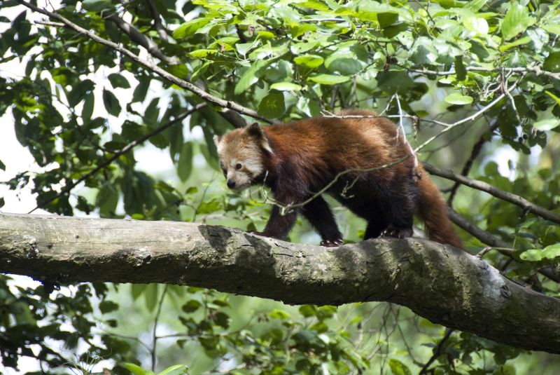 A Red Panda or Lesser Panda walking along a branch of a tree