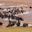 Wildebeests crossing Mara River, Great Migration