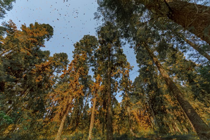 Monarch butterflies of Mexico. animal migration 