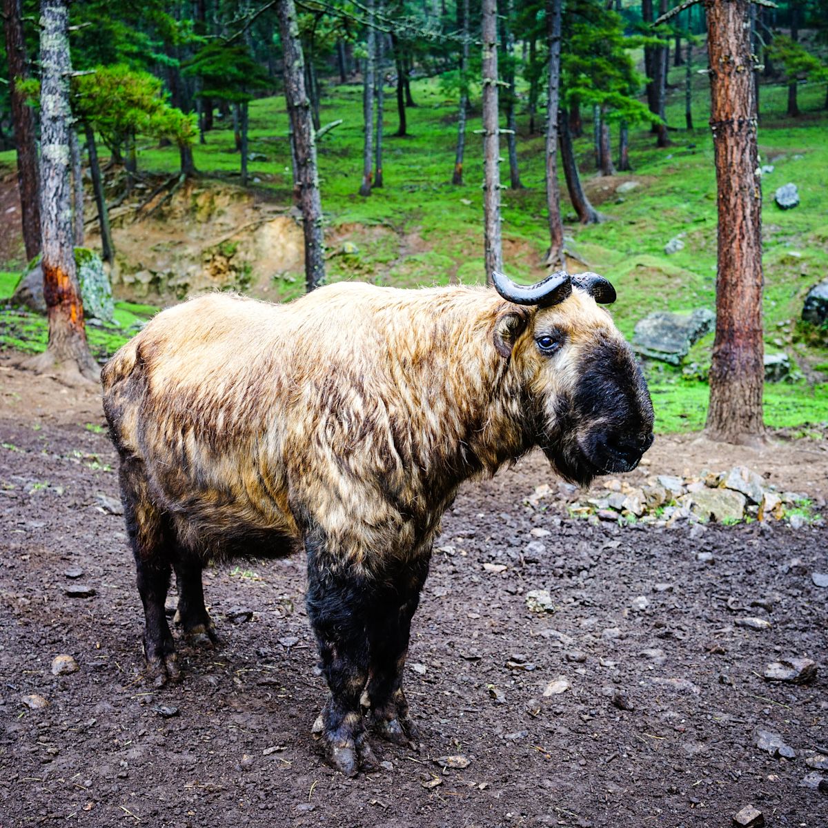 Bhutan takin