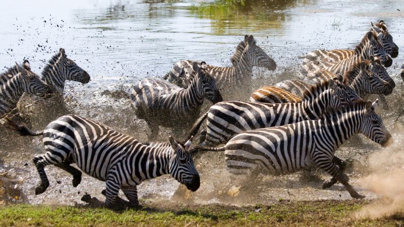Group of zebras running across the water. Kenya. Tanzania. Serengeti. Maasai Mara