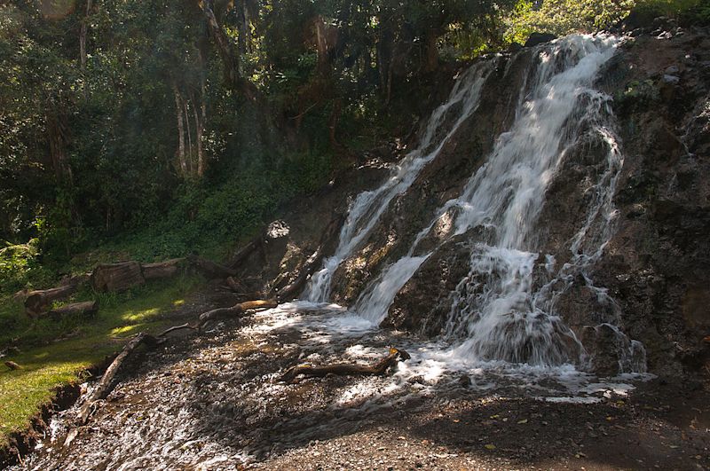 Forest Mt Meru