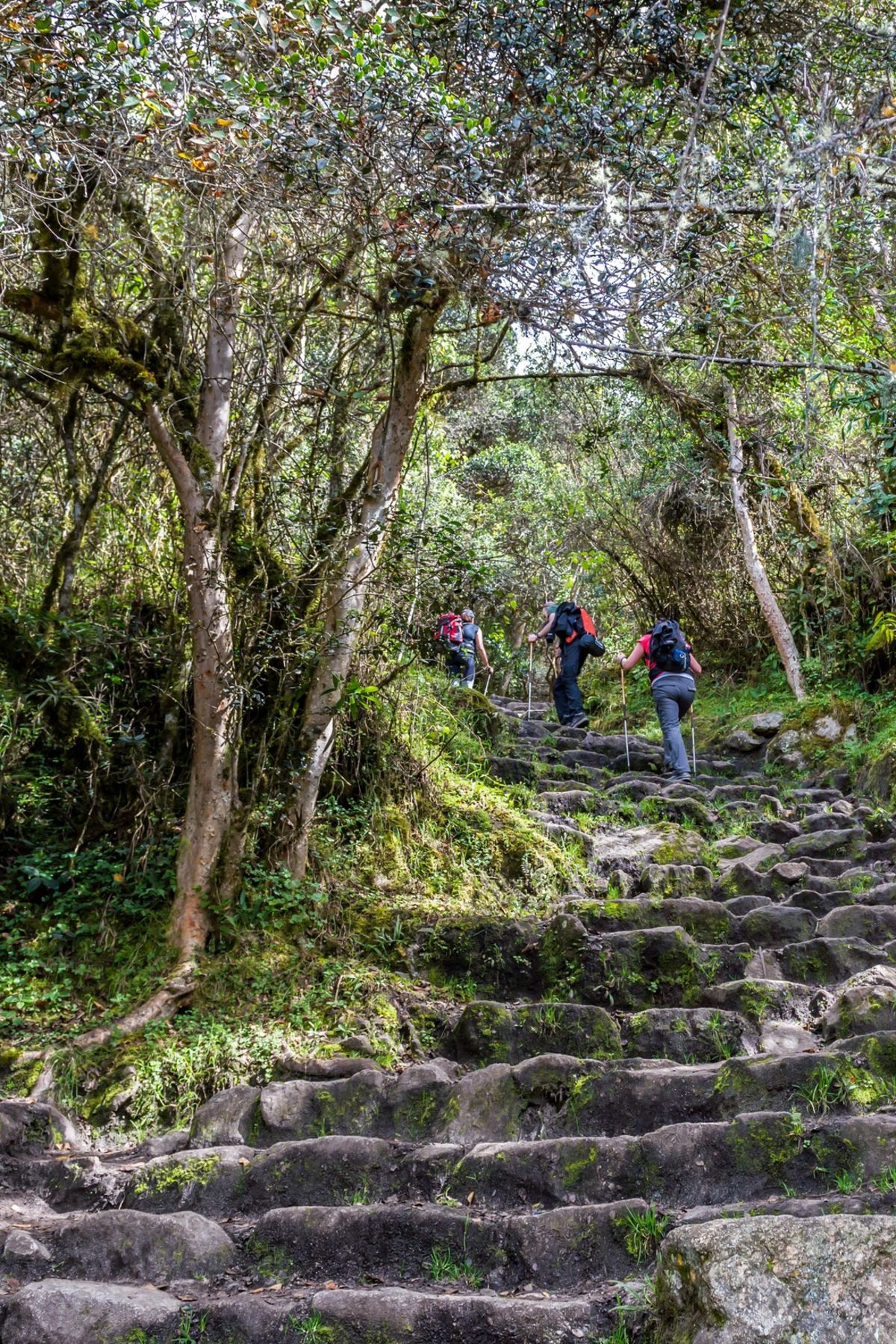 Forest Inca trail trekkers Peru