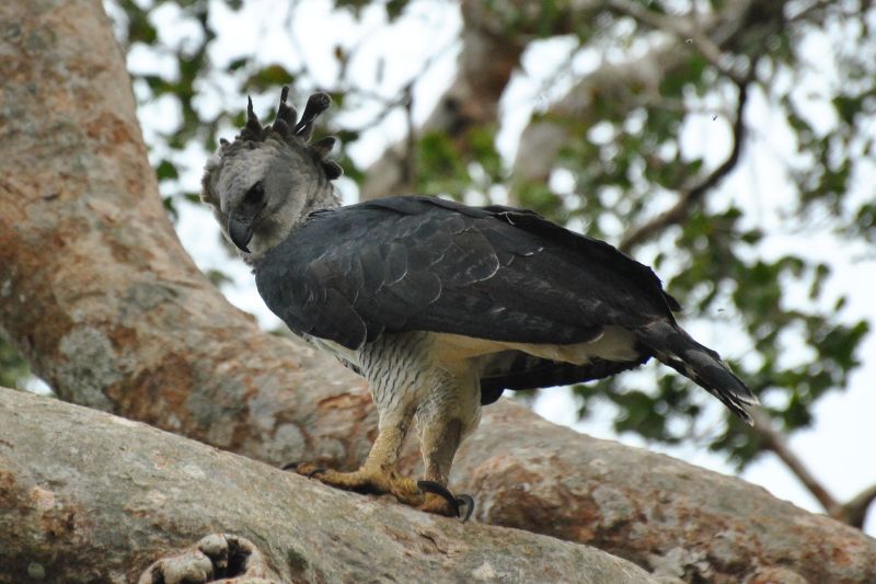 Harpy Eagle standing on a tree branch in Tambopata Reserve, Peruvian Amazon rainforest
