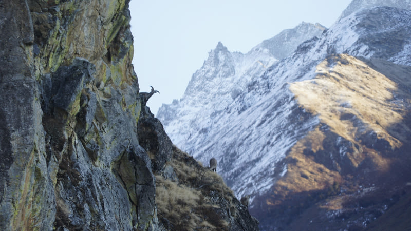 Blue sheep in the Bhutanese Himalayas