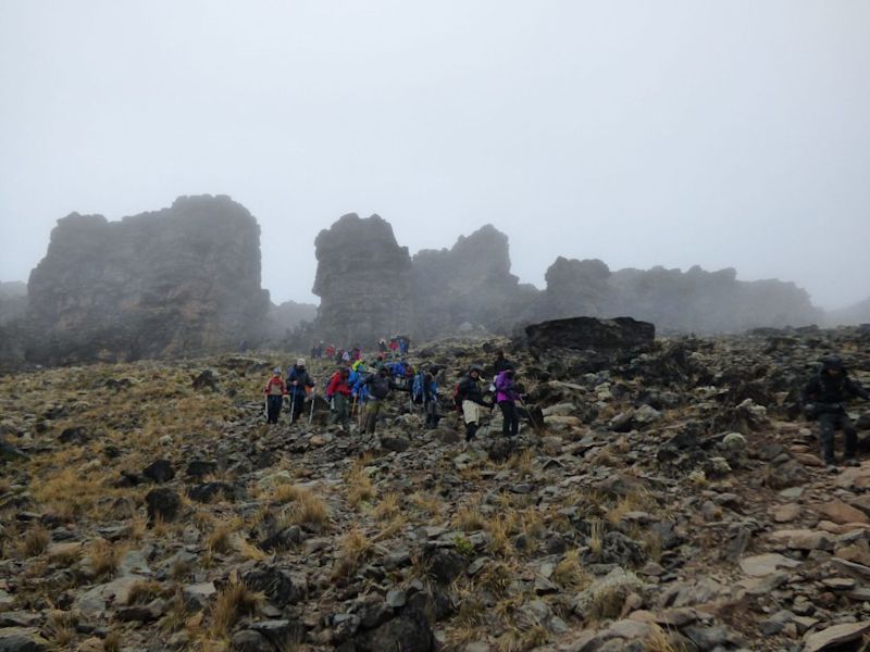 Moorland and heath zone of Kilimanjaro