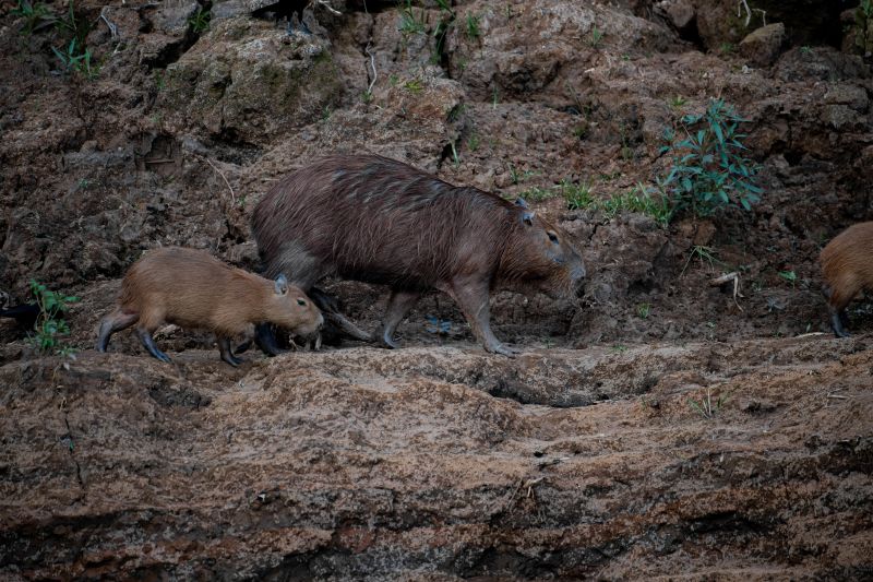 Mother and baby capybaras walking along riverbank in Tambopata Reserve in Peruvian Amazon rainforest