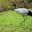 A black necked crane standing on green grass, bird of Bhutan