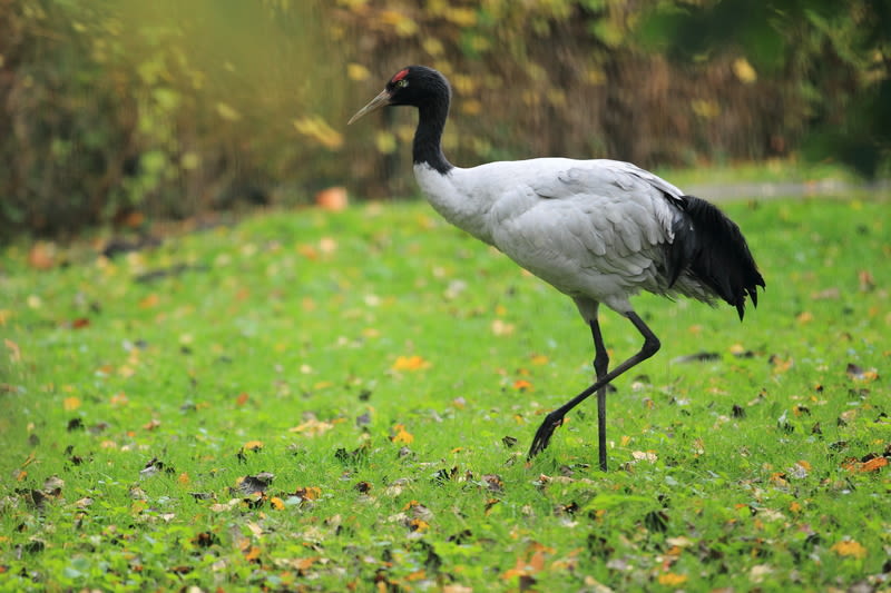 A black necked crane standing on green grass, bird of Bhutan