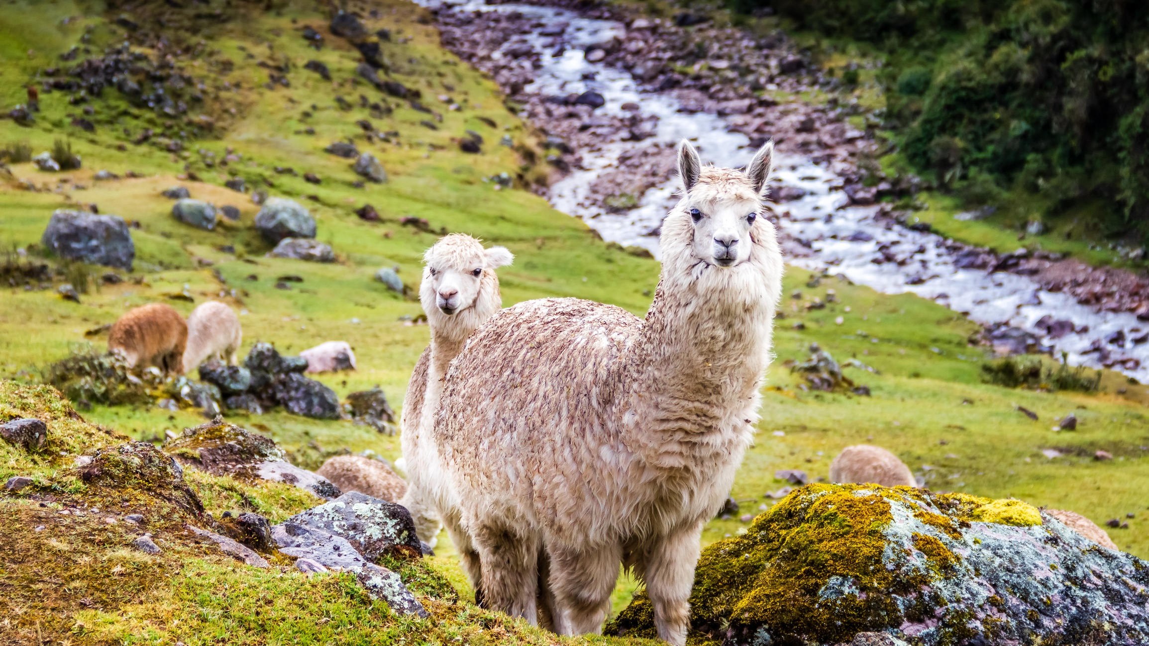 Two alpacas looking at the camera in a green valley with a river on the Inca Trail, Peru