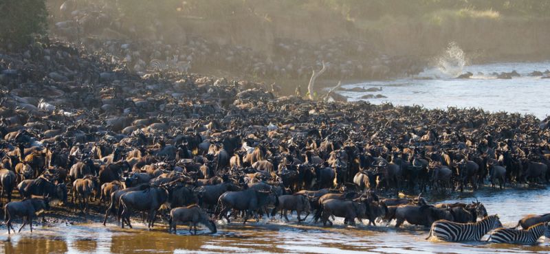 Ours. Big herd of wildebeest is about Mara River. Great Migration. Kenya