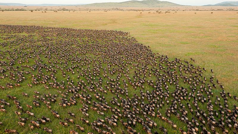 Great Migration, what is the Serengeti famous for?